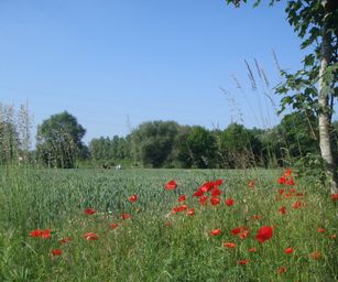 Haacht - 06-06-2021 (7)