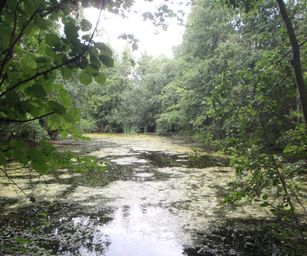 Holsbeek - 02-08-2020 (34)