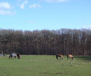 26-02-2023 - Zoersel (9)