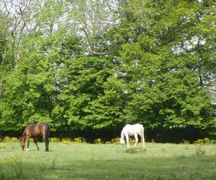 01-05-2022 - Herzele (5)