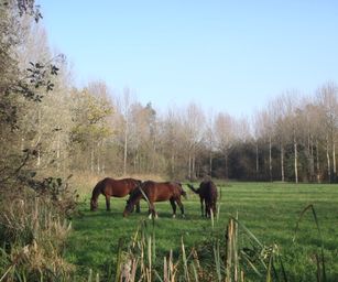 Bornem - 07-11-2020 (37)