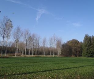 Bornem - 07-11-2020 (39)