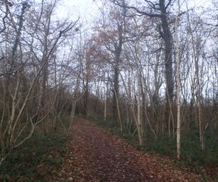 Pellenberg - 13-12-2020 (8)