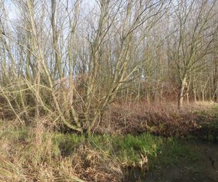 De Pinte - 09-01-2021 (10)