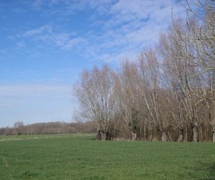 bornem - 20-03-2021 (11)