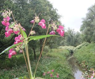 Schelle - 29-08-2021 (39)