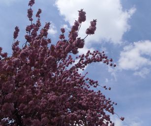 30-04-2023 - Herzele (26)
