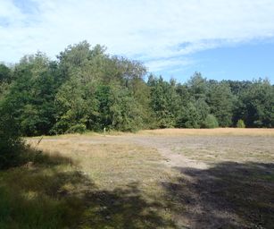 Mol - 15-08-2021 (1)