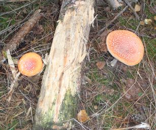13-10-2022 Lommel (19)