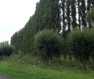 Schelle - 29-08-2021 (24)