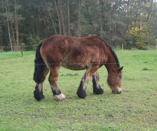 11-11-2022 Destelbergen 3 (14)