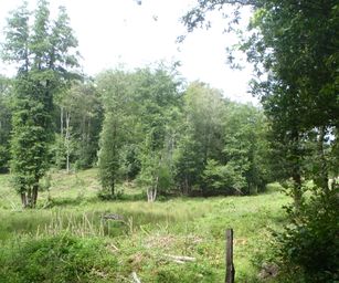 Haversin - 19-07-2020 (11)