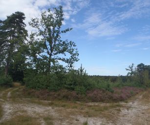 Mol - 15-08-2021 (10)