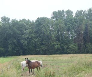 Oud Heverlee - 27-06-2021 (38)