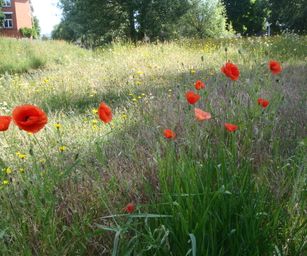 Te gek - 01-06-2020 (7)