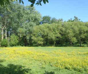 Haacht - 06-06-2021 (1)