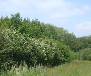 30-05-2023 - Assebroek (5)