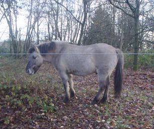 Wezemaal - 20-12-2020 (18)
