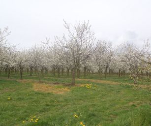 23-04-2023 - Banholt (20)