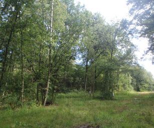 Mol - 15-08-2021 (14)