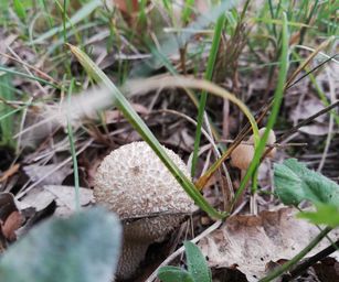 Paal - 18-10-2020 (21)
