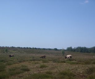 Mol - 21-07-2021 (20)