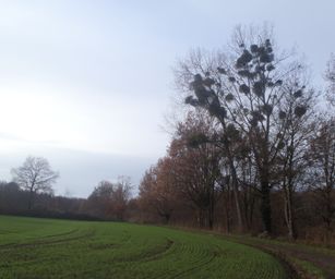 Pellenberg - 13-12-2020 (28)