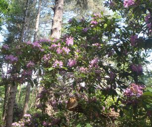 04-06-2022 Bergen-op-zoom (18)