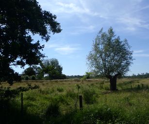 Te gek - 01-06-2020 (14)