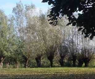 Wetteren - 31-10-2020 (10)