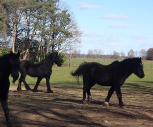 26-02-2023 - Zoersel (11)