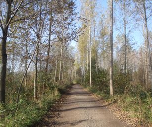 Bornem - 07-11-2020 (29)