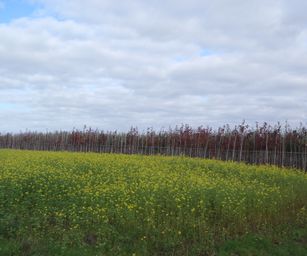 Wetteren - 31-10-2020 (5)
