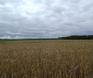 Taviers - 05-07-2020 (10)