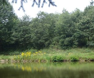 Haversin - 19-07-2020 (8)