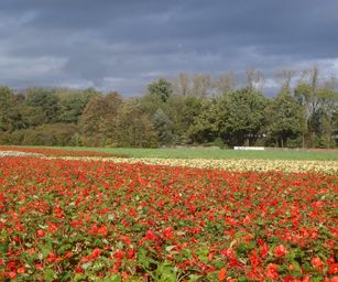 29-10-2023 - Wetteren (13)