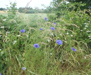 Sint-Pieters-Rode - 19-06-2021 (13)
