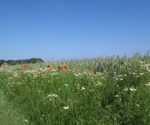 Haacht - 06-06-2021 (12)