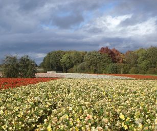 29-10-2023 - Wetteren (14)