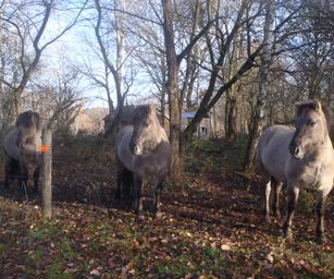 Wezemaal - 20-12-2020 (17)