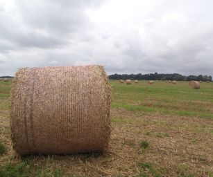Wanze 11-09-2021 (14)