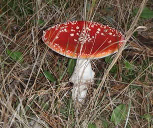 13-10-2022 Lommel (17)