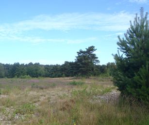 Mol - 15-08-2021 (8)