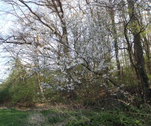 18-04-2022 - La Hulpe  (1)