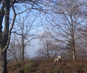 Wezemaal - 20-12-2020 (15)