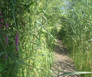 Mol - 21-07-2021 (11)