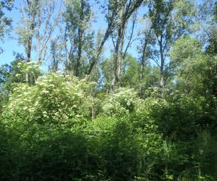 Heindonk - 13-06-2021 (35)