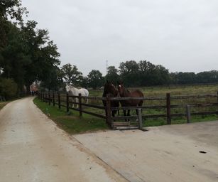 Paal - 18-10-2020 (2)
