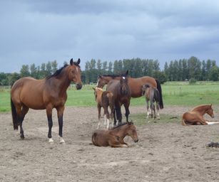 27-08-2023 - Laarne (10)