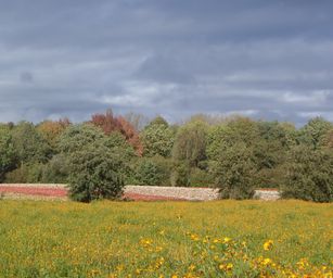 29-10-2023 - Wetteren (12)